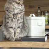 Picture of cat lost at Fontaines Sur Saone