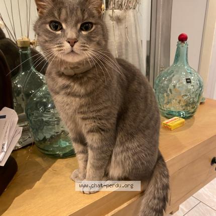 Photo 1/1 Harry Chat lost in Strasbourg