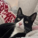 Picture of cat lost at St Pere En Retz