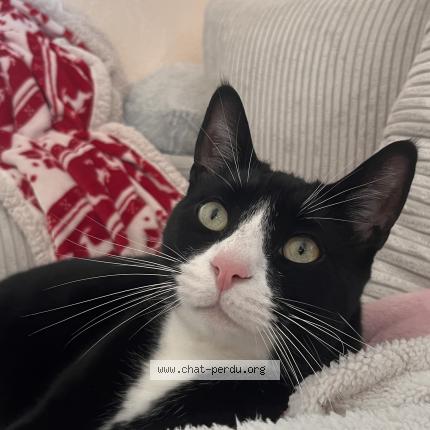 Photo 1/1 Sami Chat lost in St pere en retz