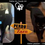 Picture of cat lost at Perigueux