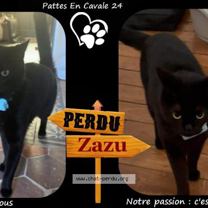 Photo 1/1 Zazu Chat lost in Perigueux