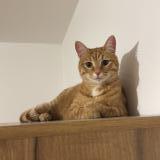 Picture of cat lost at Amiens