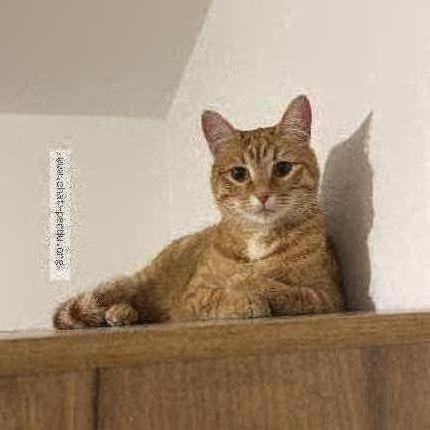 Photo 1/1 Okla Chat lost in Amiens