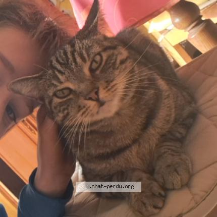 Photo 1/1 Mystique Chat lost in Saint loubes
