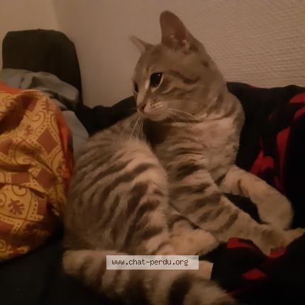 Photo 1/1 Found cat Found in Longeville les metz