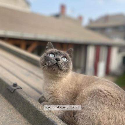 Photo 1/1 Grisette Chat lost in Tours