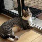 Picture of cat lost at Chazay D Azergues