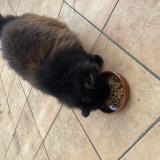 Picture of cat found at St Priest