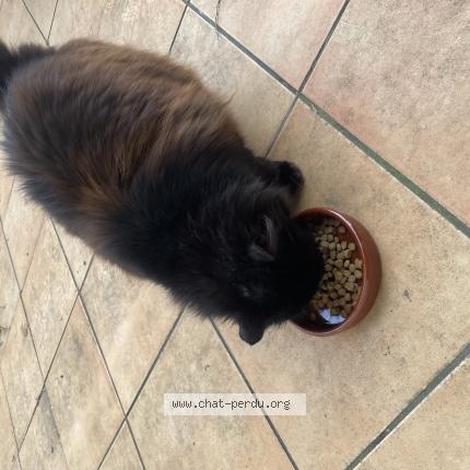 Photo 1/1 Found cat Found in St priest