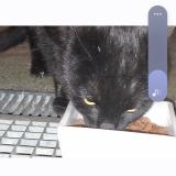 Picture of cat found at Plaisance Du Touch