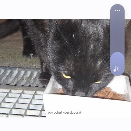 Photo 1/1 Found cat Found in Plaisance du touch