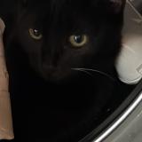 Picture of cat lost at Puygiron