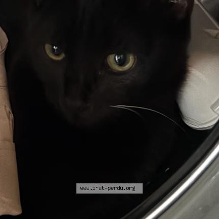 Photo 1/1 Black Chat lost in Puygiron