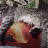 Picture of cat lost at Nostang