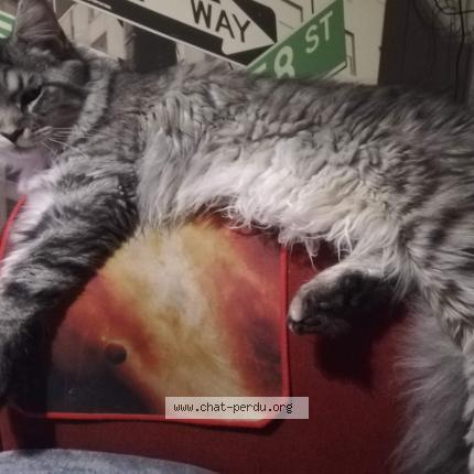 Photo 1/1 Sybelle Chat lost in Nostang