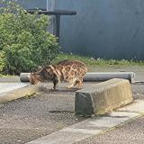 Picture of cat found at Rouen