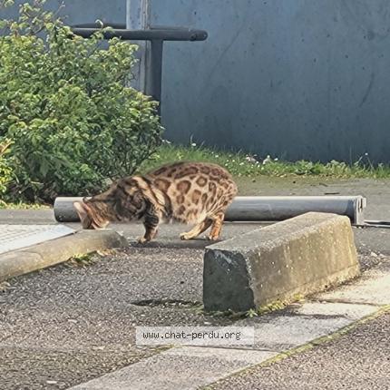 Photo 1/1 Found cat Found in Rouen