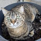 Picture of cat lost at Villenave D Ornon