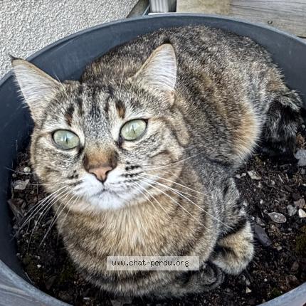 Photo 1/1 Hauméa Chat lost in Villenave d ornon