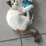 Picture of cat lost at Romilly Sur Seine