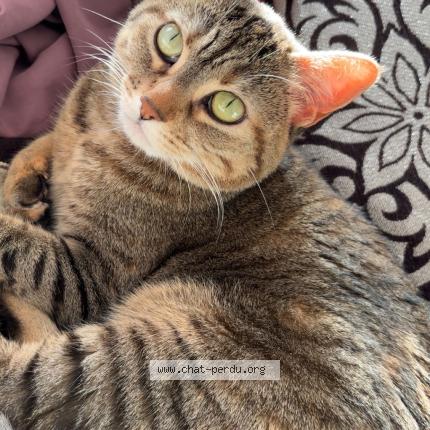 Photo 1/1 Mimi Chat lost in Massy