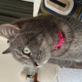 Picture of cat found at Bazemont