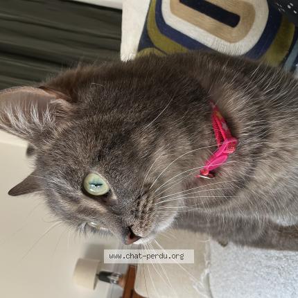 Photo 1/1 Found cat Found in Bazemont