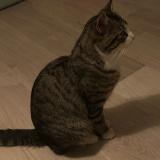 Picture of cat found at Bron