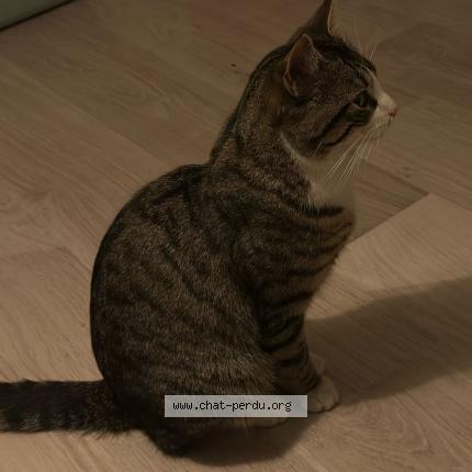 Photo 1/1 Found cat Found in Bron