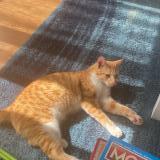 Picture of cat lost at Bazemont