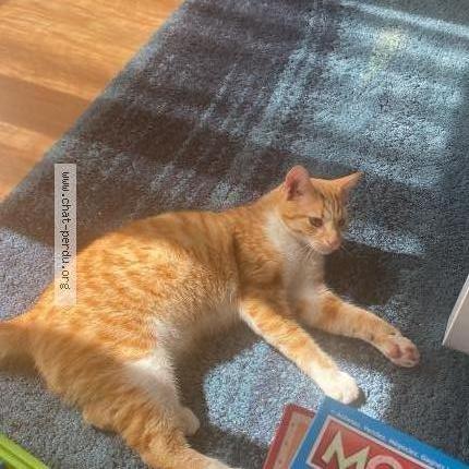 Photo 1/1 Ricky Chat lost in Bazemont