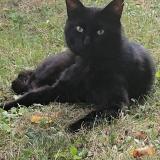 Picture of cat lost at Lagny Sur Marne