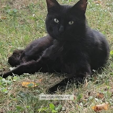 Photo 1/1 Styx Chat lost in Lagny sur marne