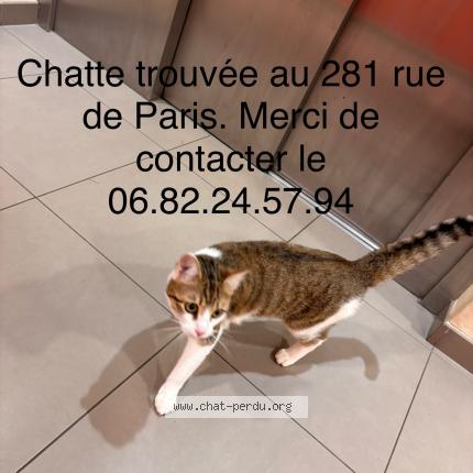 Photo 1/1 Found cat Found in Gex