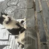 Picture of cat found at Angers