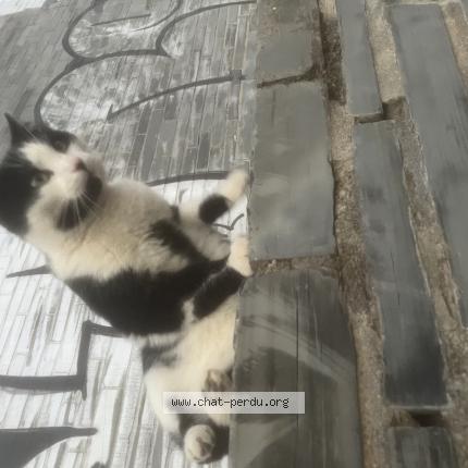 Photo 1/1 Found cat Found in Angers