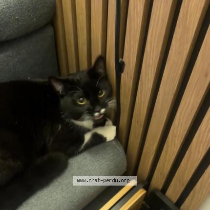 Photo 1/1 Th&eacute;o Chat lost in Guyancourt