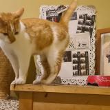 Picture of cat found at Le Locle