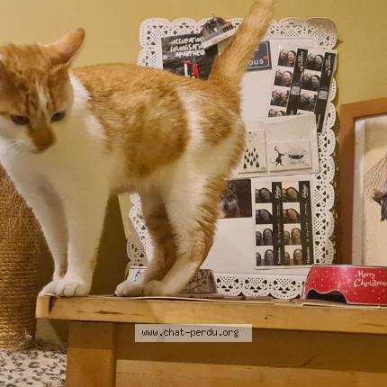 Photo 1/1 Found cat Found in Le locle