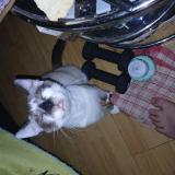 Picture of cat lost at Montauban