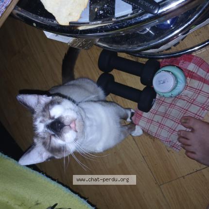 Photo 1/1 Tupac Chat lost in Montauban