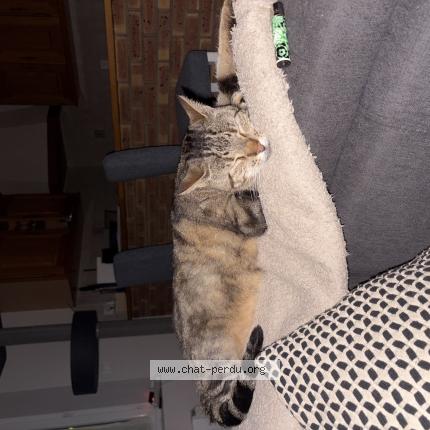 Photo 1/1 Oslow Chat lost in Cheptainville