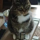 Picture of cat lost at Aywaille