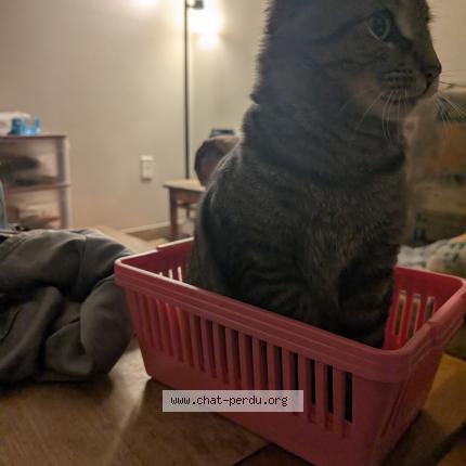 Photo 1/1 Minoune Chat lost in Quebec