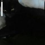 Picture of cat lost at Wavre