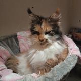 Picture of cat lost at Paris