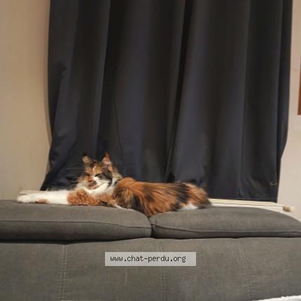 Photo 2/2 Sublyme Chat lost in Paris