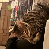 Picture of cat lost at Boulogne Billancourt