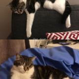 Picture of cat lost at Ronchin